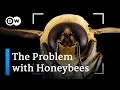 Bee extinction: Why we're saving the wrong bees