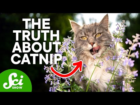 Turns Out Catnip is an Insect Repellent For Cats Too