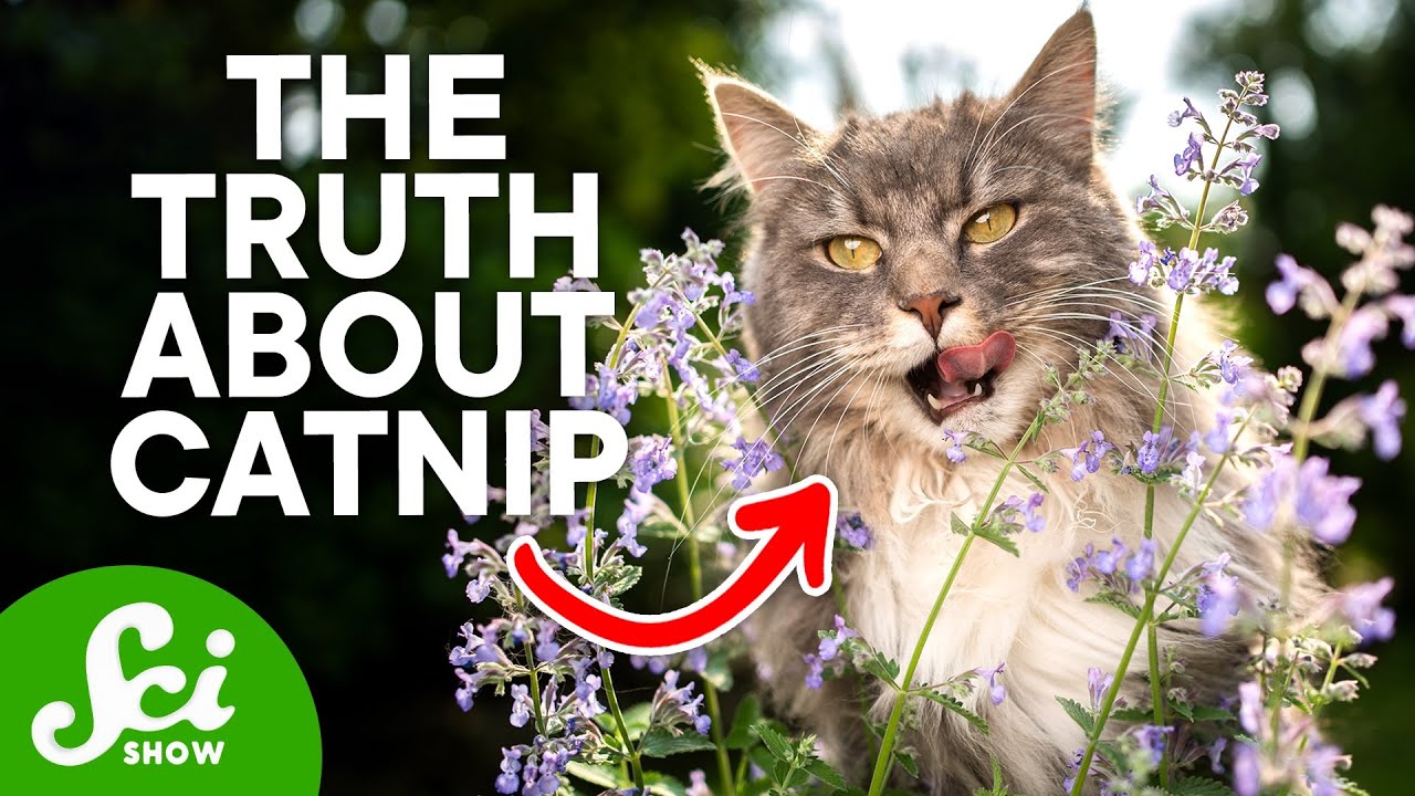 What Actually Happens to Your Cat on Catnip - YouTube