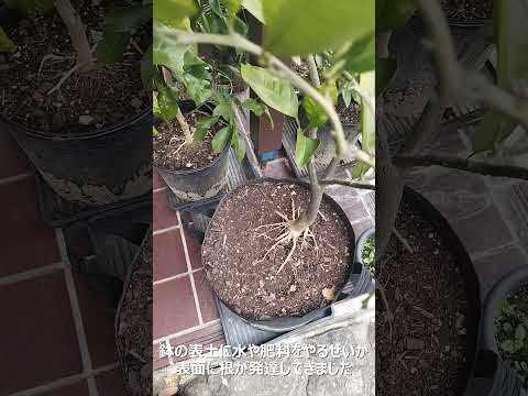 園芸 美しい果物を収穫します