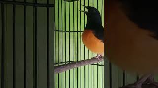 Download lagu murai nembak tengkek buto mp3