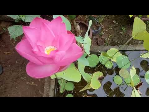 Nelumbo nucifera (Nelumbonaceae family)