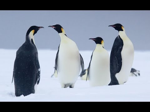 20 tracked emperor penguins annual movements in 2013
