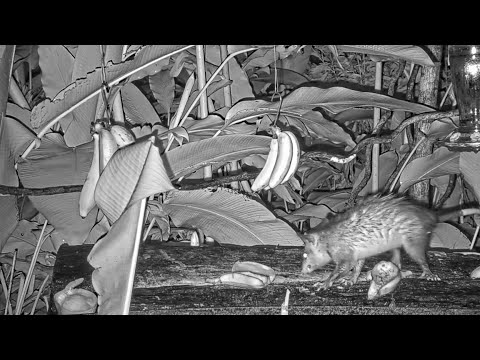 Young Opossum Has The Panama Fruit Feeder To Itself – July 9, 2021