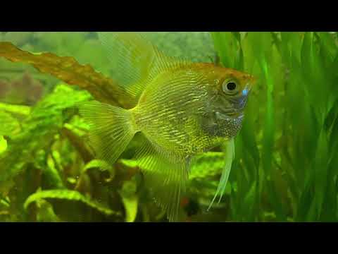 Наш Аквариум.