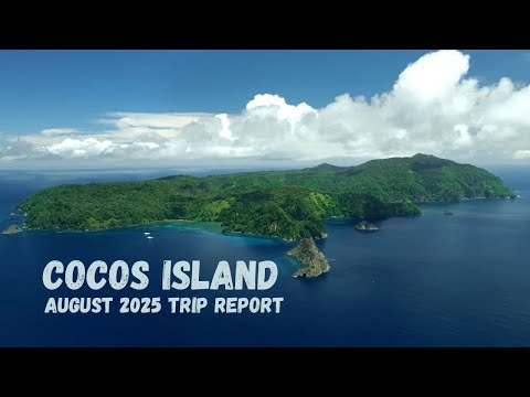 Diving Cocos Island in 2025... (Shot in 8K)