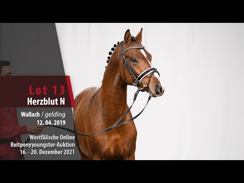 Online Reitponyyoungster-Auktion Lot 13 Herzblut N Wallach v. Herzkönig NRW - Top Carlos Cassini