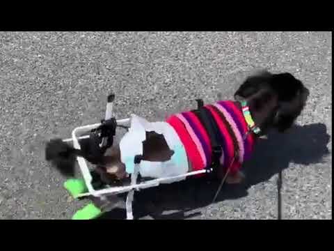 ミニチュアダックスのニニヨン君犬用車椅子でお散歩