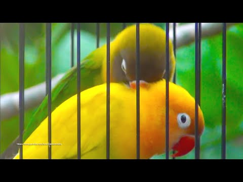 Lovebird Chirping Sounds (4 Hours) - Green Black Masked & Yellow Pastel