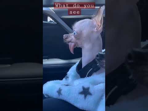 dog glaring  || subscribe this channel || like, coment and share #shorts