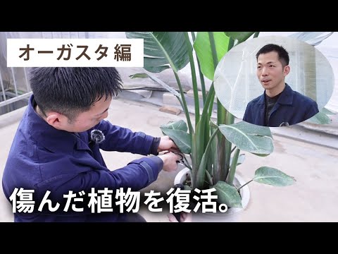 ストレチアの木 植物