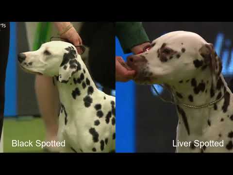 Breed Colours|DALMATIAN|