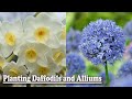Planting Daffodils and Alliums💮🍂