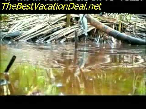 Man vs. Wild - Ecuador Fishing Piranha