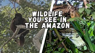 Incredible Animals You Will See on an Amazon River Cruise