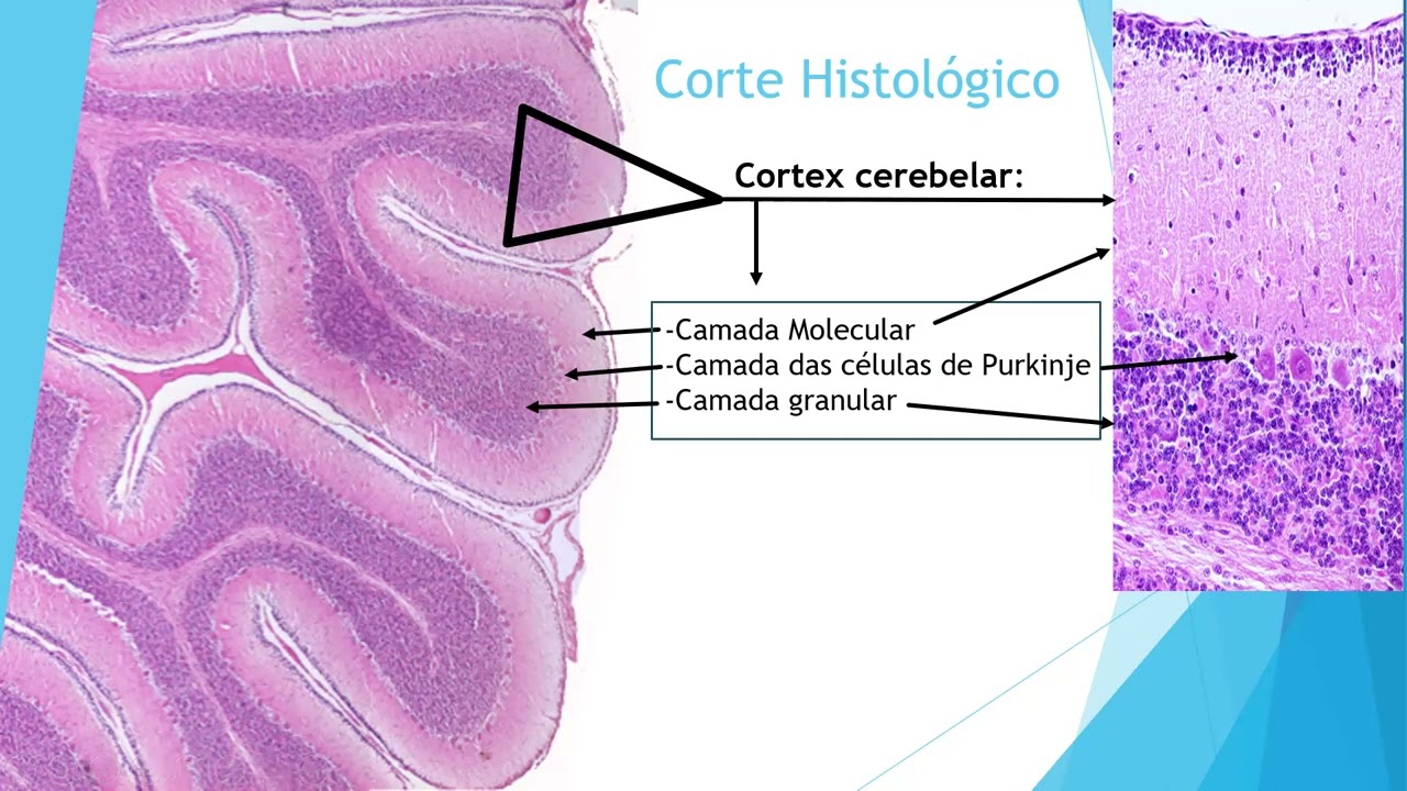 Aula de cerebelo - Mestrando Rodrigo Nogueira