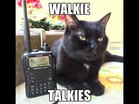 Weird Al - Hardware Store - cat version