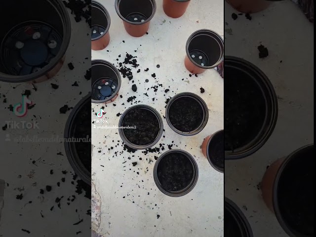 Vídeo relacionado con Sunny Tree - Palmera - Washingtonia Robusta - Tronco múltiple - 140-160 centímetros incluido maceta - Palmera abanico mexicano