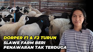 Download lagu Review Harga Domba Dorper F1 dan F2 DI Slawe Farm Terkini | @AGROTV9  mp3 Download lagu Review Harga Domba Dorper F1 dan F2 DI Slawe Farm Terkini | @AGROTV9  mp3