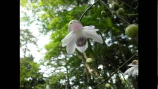 Why  Shouldn't  I  -  Chris Conner