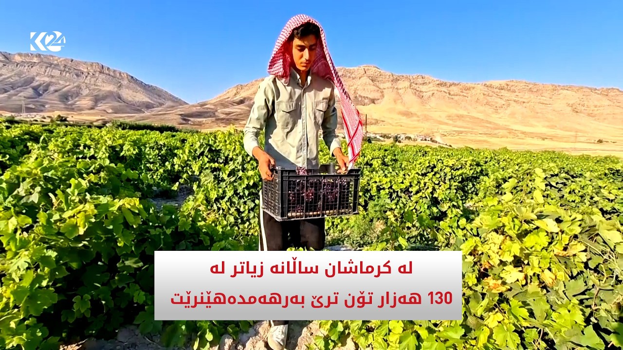 ڤیدیۆ | لە کرماشان ساڵانە زیاتر لە 130 هەزار تۆن ترێ بەرهەمدەهێنرێت