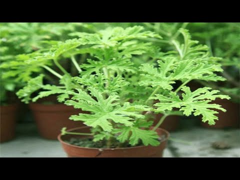 , title : 'How to Grow And Care Citronella Plants from Cuttings | Planting Mosquito Plant - Gardening Tips'