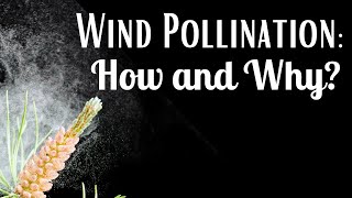 The Answer My Friend – Wind Pollination: How and Why?