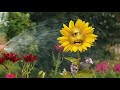 Yellow Trash Can Talk Nice To Me Official Video