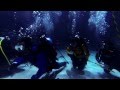 Point Defiance Zoo And Aquarium Shark Dive