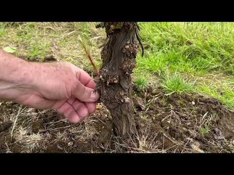 Spring Vine Shoot Thinning and Sucker Removal - Barnello Winery