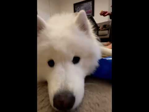 In love with my Samoyed #dog #samoyeddogbreed #dogcommunication #puppy #samoyedpuppy #doglanguage