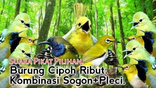 Download lagu Suara Pikat BURUNG CIPOH RIBUT KOMBINASI SOGON PLECI|| 💯% Jitu.. mp3 Download lagu Suara Pikat BURUNG CIPOH RIBUT KOMBINASI SOGON PLECI|| 💯% Jitu.. mp3