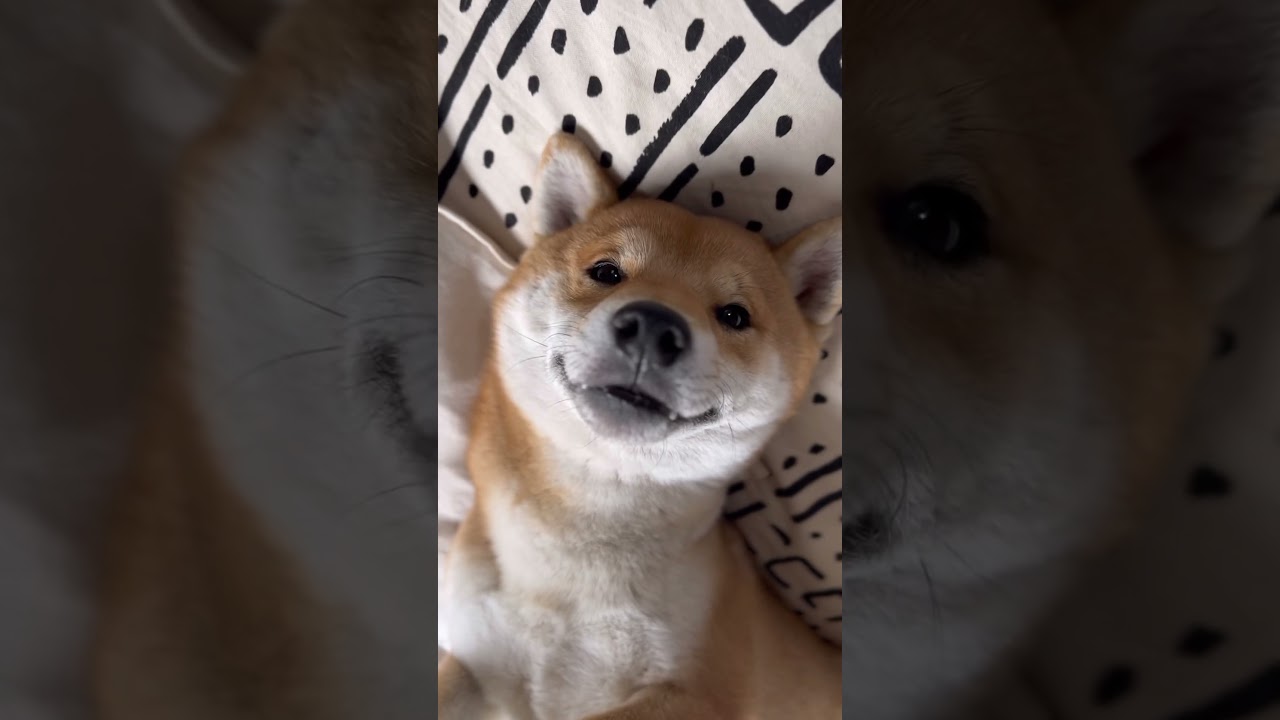 「夜明けの来ない夜はないさ」とんさんもポツリ言う　#柴犬　#柴犬とん