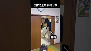 スイッチが入ると止まらん愛犬　#greatpyrenees #大型犬 #大型犬のいる生活 #大型犬と暮らす #グレートピレニーズ #癒し #犬のいる生活 #犬のいる暮らし #愛犬 #可愛い