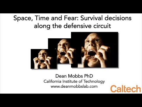Space, Time and Fear: Survival Decisions along the Defensive Circuit