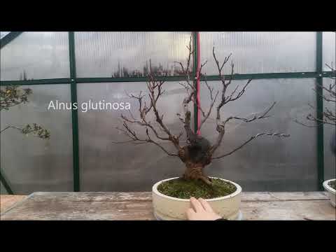 My Bonsai Benches December 2020 | "Big Boy's" and Yamadori