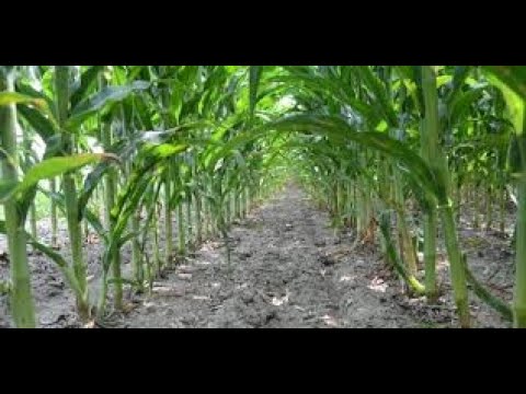 , title : '30 days  old corn plant in my garden Corn Plant Growth Farm And Agriculture ...'