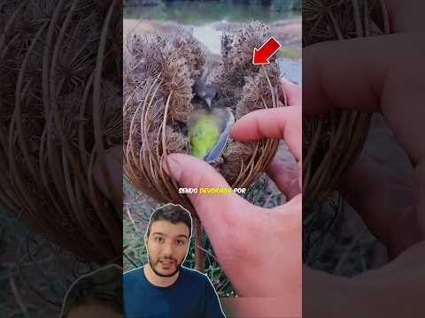 A Planta quase DEVOROU o Beija-Flor! 😱