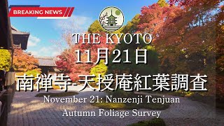 Download the video "【速報】11月21日(木)の南禅寺、天授庵の紅葉状況！京都の紅葉状況を最速でお届け！"