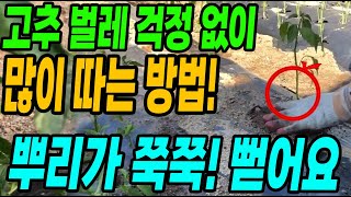 고추모종 이렇게 심으면 벌레걱정 없이 다수확해요! 작은 텃밭 잡초 한방에 해결하는 방법!