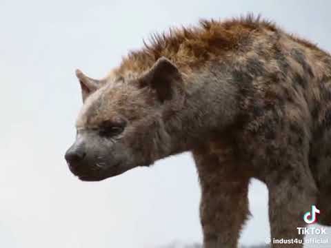 #thelionking 👑 part 9