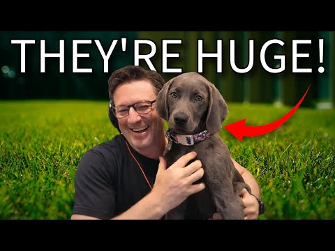 Woody’s New Dogs Join the Show (PKA Clip)