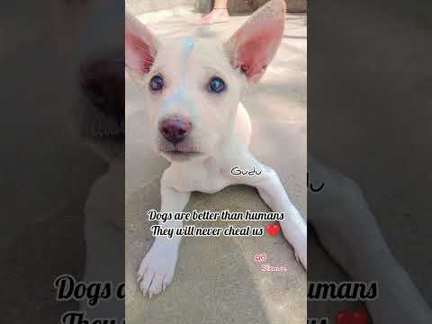 These eyes  will change the way you see love...❤️ #doglover #dogshorts #indian