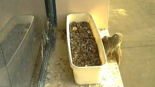 GIlat Kestrel - youngest alone, watching