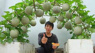Wish I knew this method of growing cantaloupe sooner. The fruit is very sweet