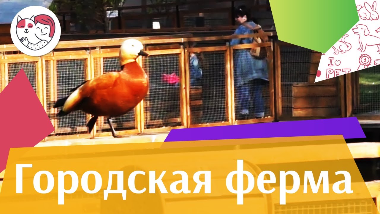 Проект "Городская ферма" на ilikepet