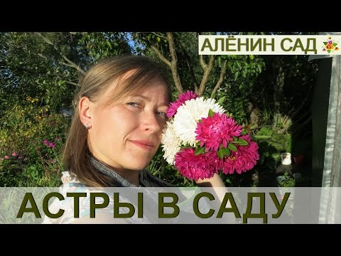 Астры: виды, сорта и советы по выращиванию