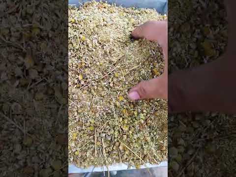 Sinhal chamomile flower - matricaria chamomilla - babuna foo...