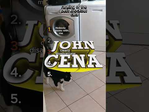 Cat Does a John Cena K.O. 💪🐱😂 #ko  #youtubeshorts