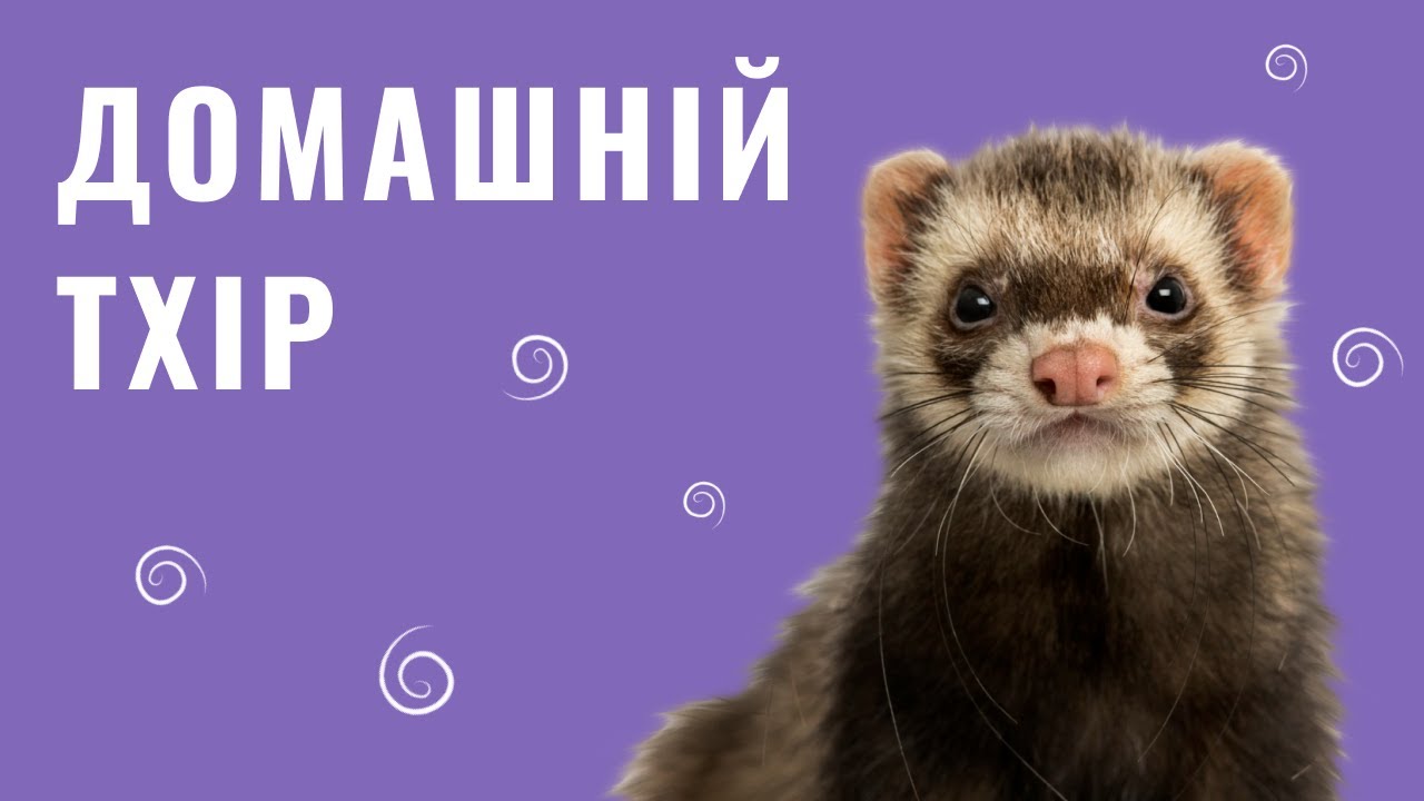 YouTube video preview